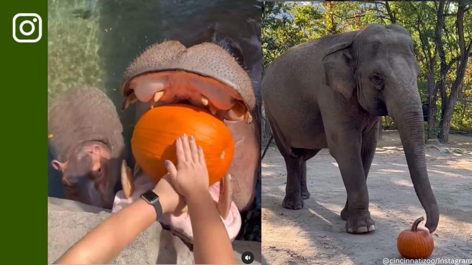 US zoo gives pumpkin treat to its hippos, elephants as Halloween approaches. Watch | Trending News