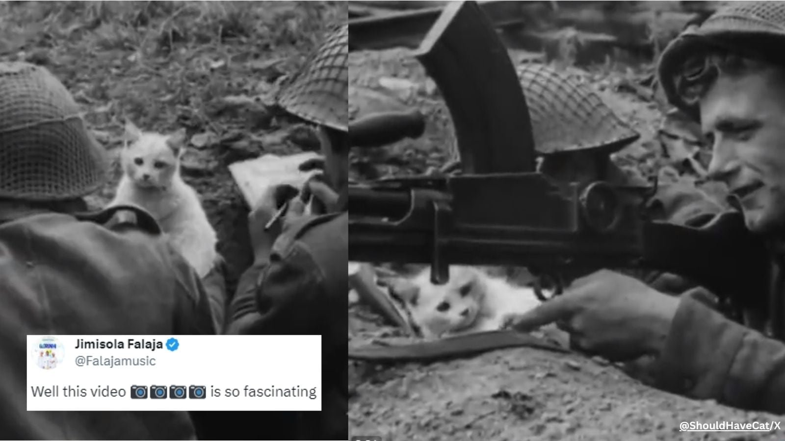 Feline charm in the line of duty: Video of kitten’s antics amid war goes viral | Trending News