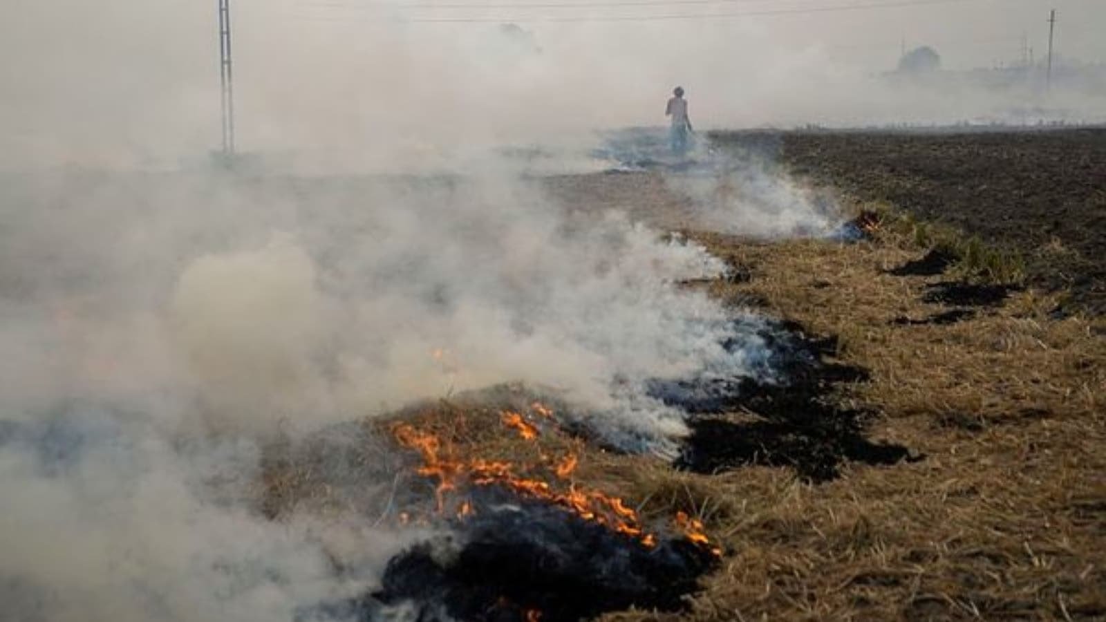 In Punjab paddy fields, harvesting underway, fewer farm fires so far | India News