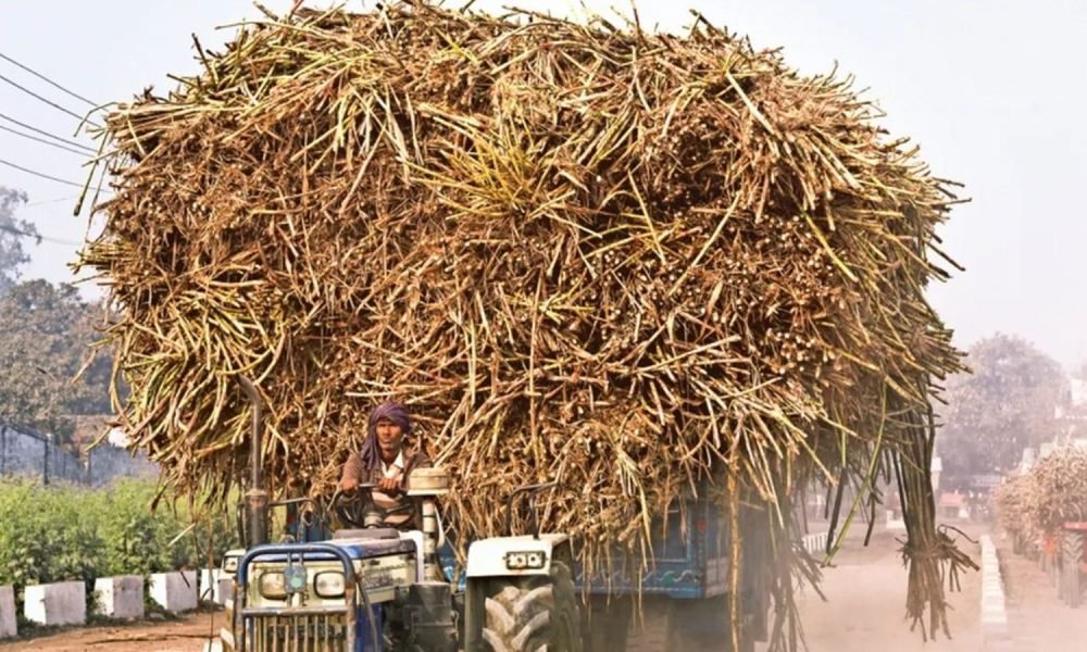 UP dithers over cane price, farmers hope for big hike in poll year | India News