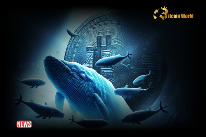 Crypto Whales Increased Buying Activity As Newly Created Wallet Withdrew 533.5 BTC From Binance – Are the bulls back? – BitcoinWorld